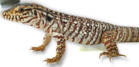 Small Argentine Red Tegus