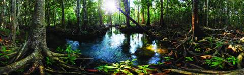 Galapagos Terrarium Cling - Tropical