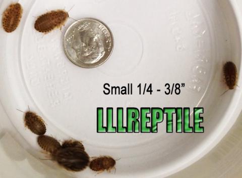 Small Dubia Roaches