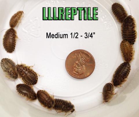 Medium Dubia Roaches