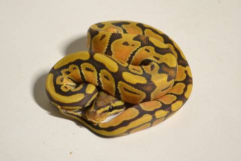 Baby Hypo Ball Pythons