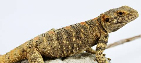 Baby Painted Agamas (aka Clown Agamas)