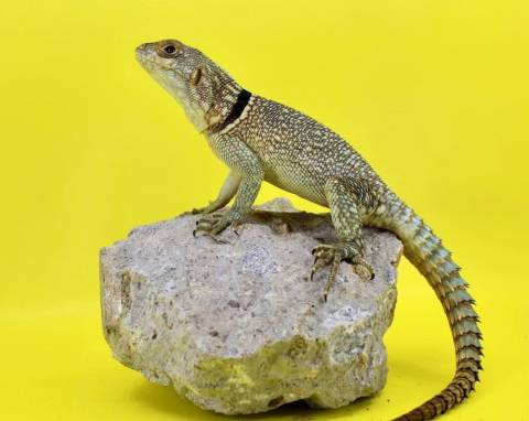 Madagascar Collared Lizards