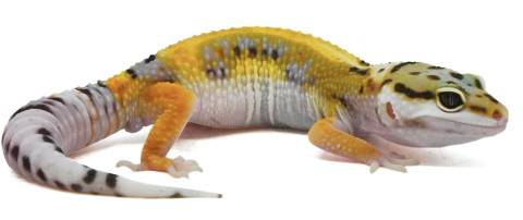 Baby Striped Designer Leopard Geckos