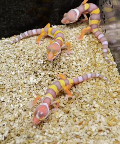 Baby Hybino Leopard Geckos