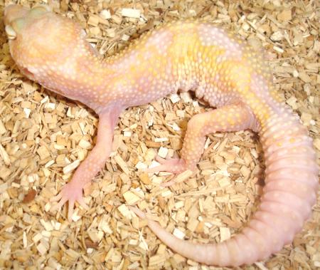 Medium Raptor Leopard Geckos