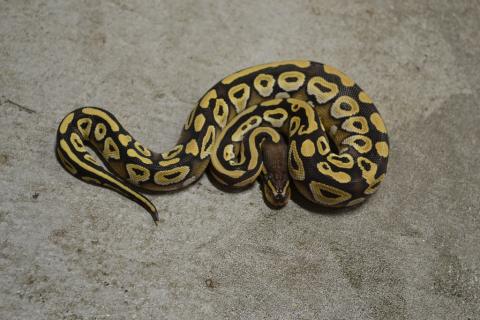 Baby Mojave Ball Pythons