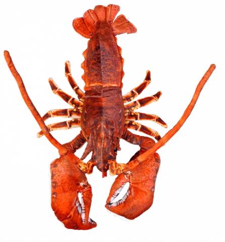 Lobster with Claws 18" Plush Stuffed Animal