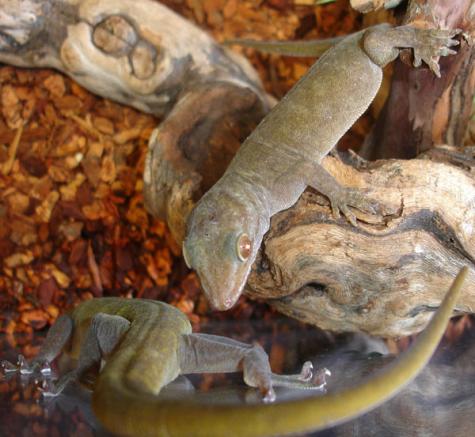 Golden Geckos