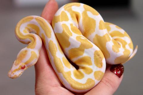 Small Albino Ball Pythons