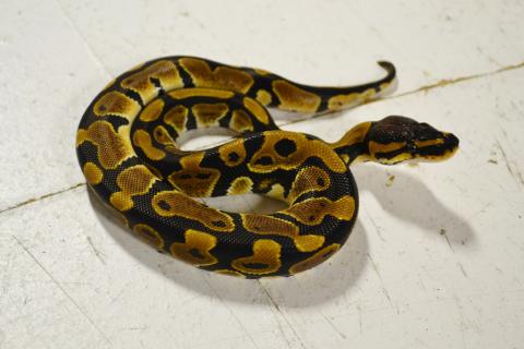Baby Ball Pythons 100% het for Clown