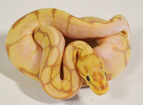 Baby Male Banana Spider Ball Pythons