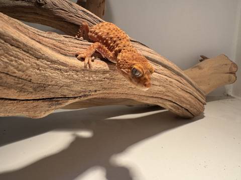 Female Rough Knob Tailed Geckos Amyae