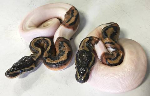 Baby High White Piebald Ball Pythons