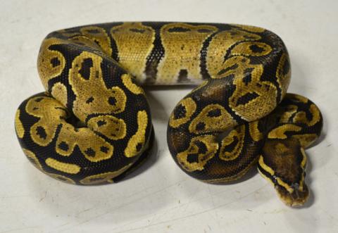 Baby Fire Granite Ball Pythons
