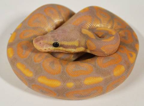 Baby Banana Cinnamon Ball Pythons 