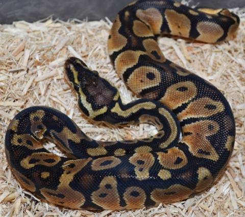 Baby Pastel Ball Pythons 100% Het for Clown