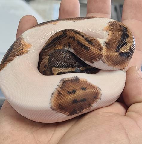 Baby Emoji High White Pied Ball Pythons 