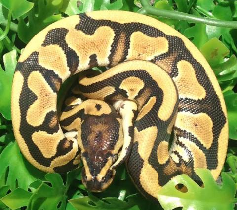 Baby Desert Spider Ball Pythons