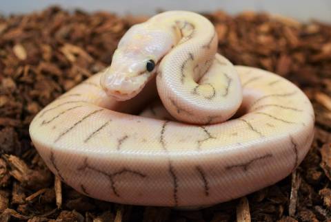 Baby Killer Blast Ball Pythons