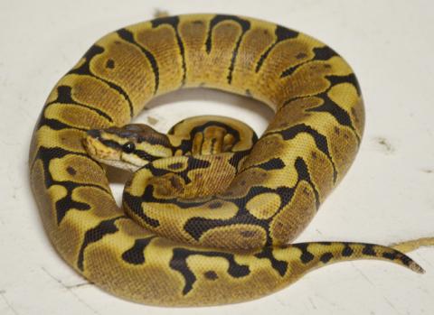 Baby Woma Ball Pythons