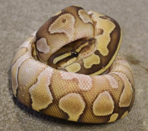 Baby Lesser Ball Pythons