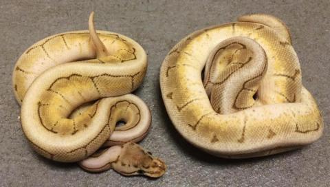 Baby Kingspin Ball Pythons