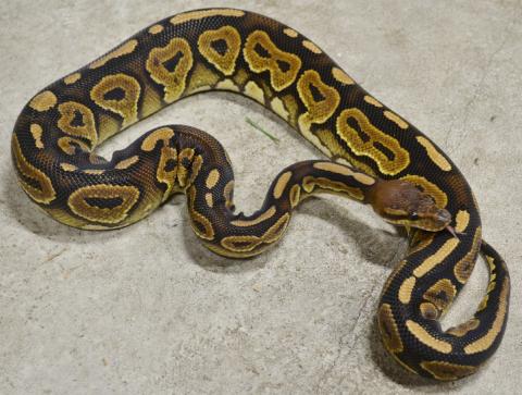 Sub Adult Cinnamon Ball Pythons
