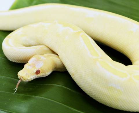 Baby Albino Champagne Ball Pythons