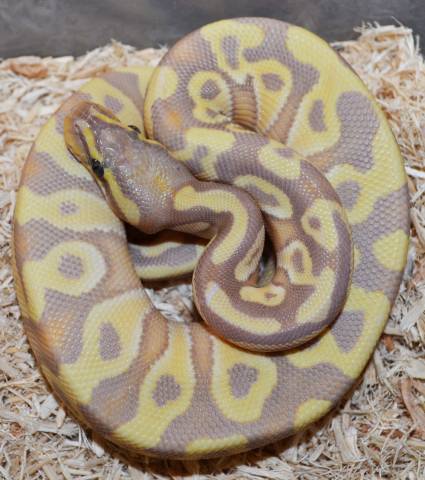 Baby Nile Ball Pythons