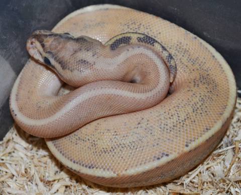 Baby Super Spark Ball Pythons