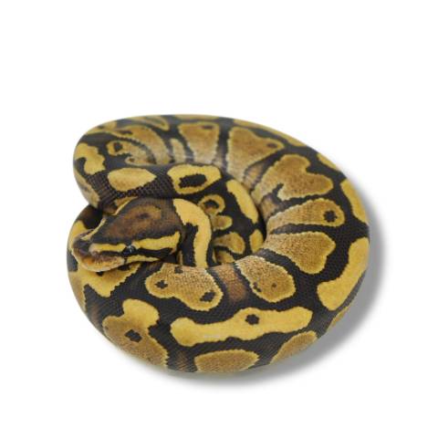 Baby Fire Ball Pythons