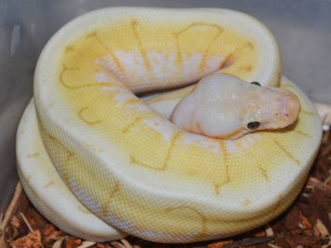 Baby Banana Spinnerblast Ball Pythons