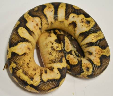 Baby Calico Fire Ball Pythons