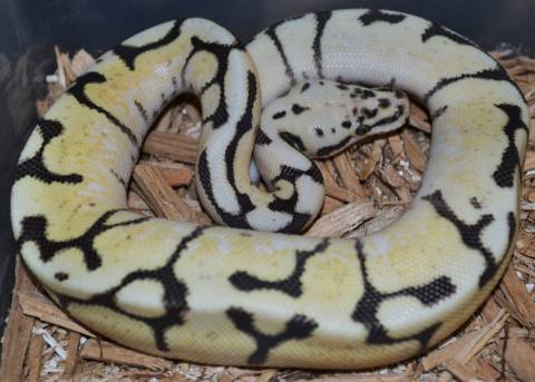 Baby Bumblebee Fire Ball Pythons
