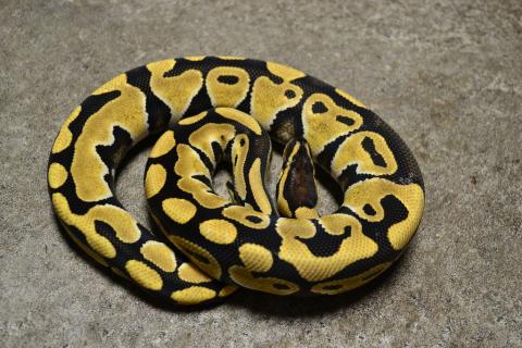 Small Desert Ball Pythons