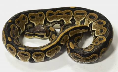 Baby Ball Pythons 100% Het for VPI Axanthic