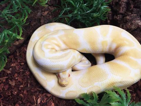 Sub Adult Albino Ball Pythons