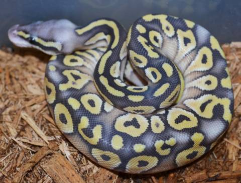 Baby Hypo Pastave Ball Pythons