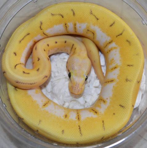 Baby Killer Bee Enchi Pinstripe Ball Pythons