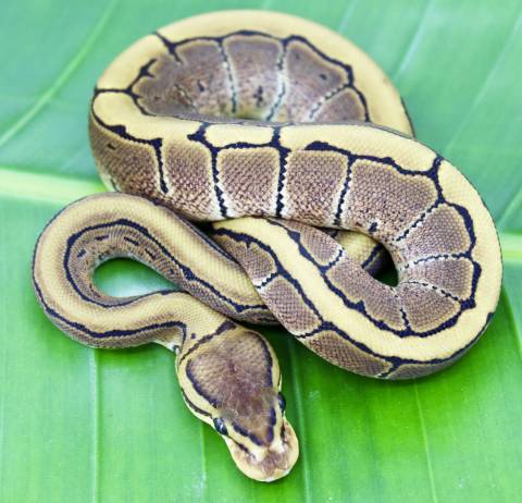 Baby Pinstripe Ball Pythons