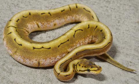 Baby Spinner Ball Pythons