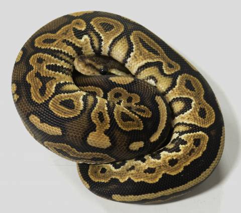 Baby Cinnamon Ball Pythons 100% Het for Genetic Stripe