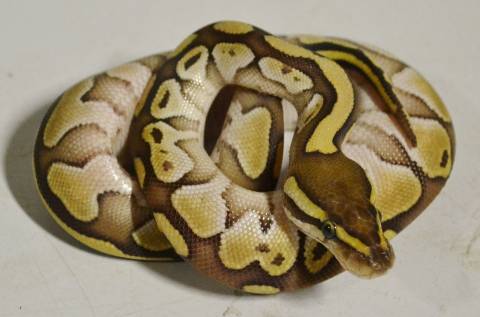 Baby Lesser Enchi Ball Pythons