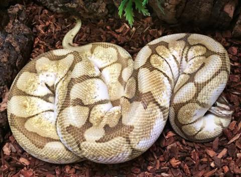 Adult Butter Bee Ball Pythons