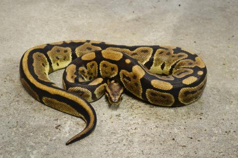 Sub Adult Granite Ball Pythons