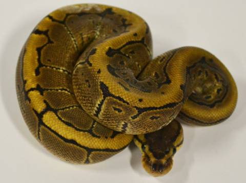 Baby Pinstripe Ball Pythons 100% Het for Piebald