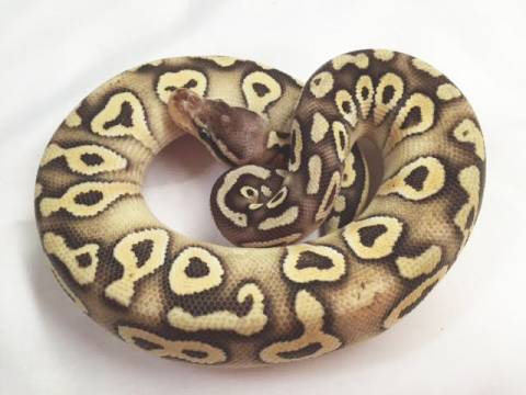 Baby Mojave Super Pastel Ball Pythons