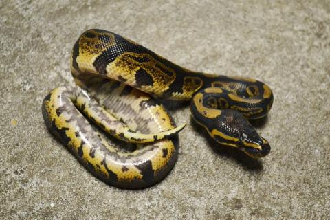 Baby Sable Ball Pythons