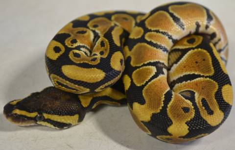 Baby Mocha Ball Pythons